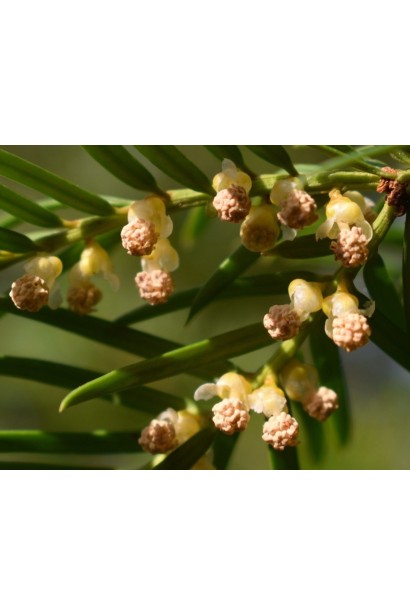 Тис ягідний Топіар Конус квіти